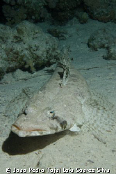 Indian Ocean Crocodile Fish (Papilloculiceps longiceps) s... by Joao Pedro Tojal Loia Soares Silva 